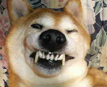 変顔　寝顔　犬