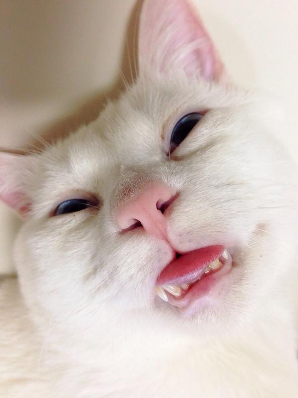 変な寝顔　猫