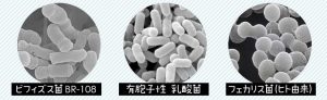 ビフィズス菌BR-108・有胞子性乳酸菌・フェカリス菌