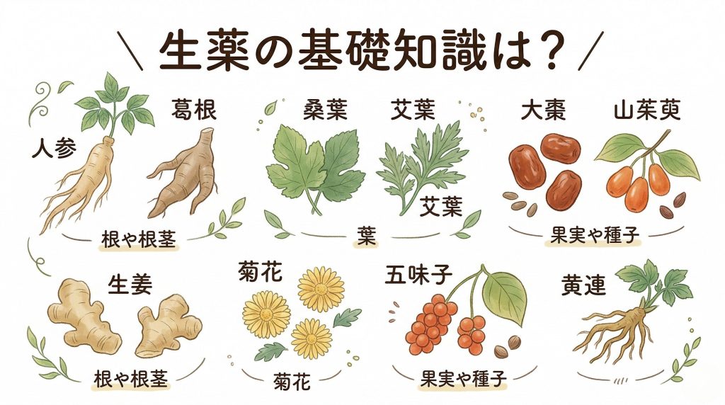 生薬の基礎知識は？