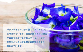 青の花茶：青いハーブティー【バタフライピー】のダイエット効果・美容効果、売れてるハーブティー青の花茶を紹介します