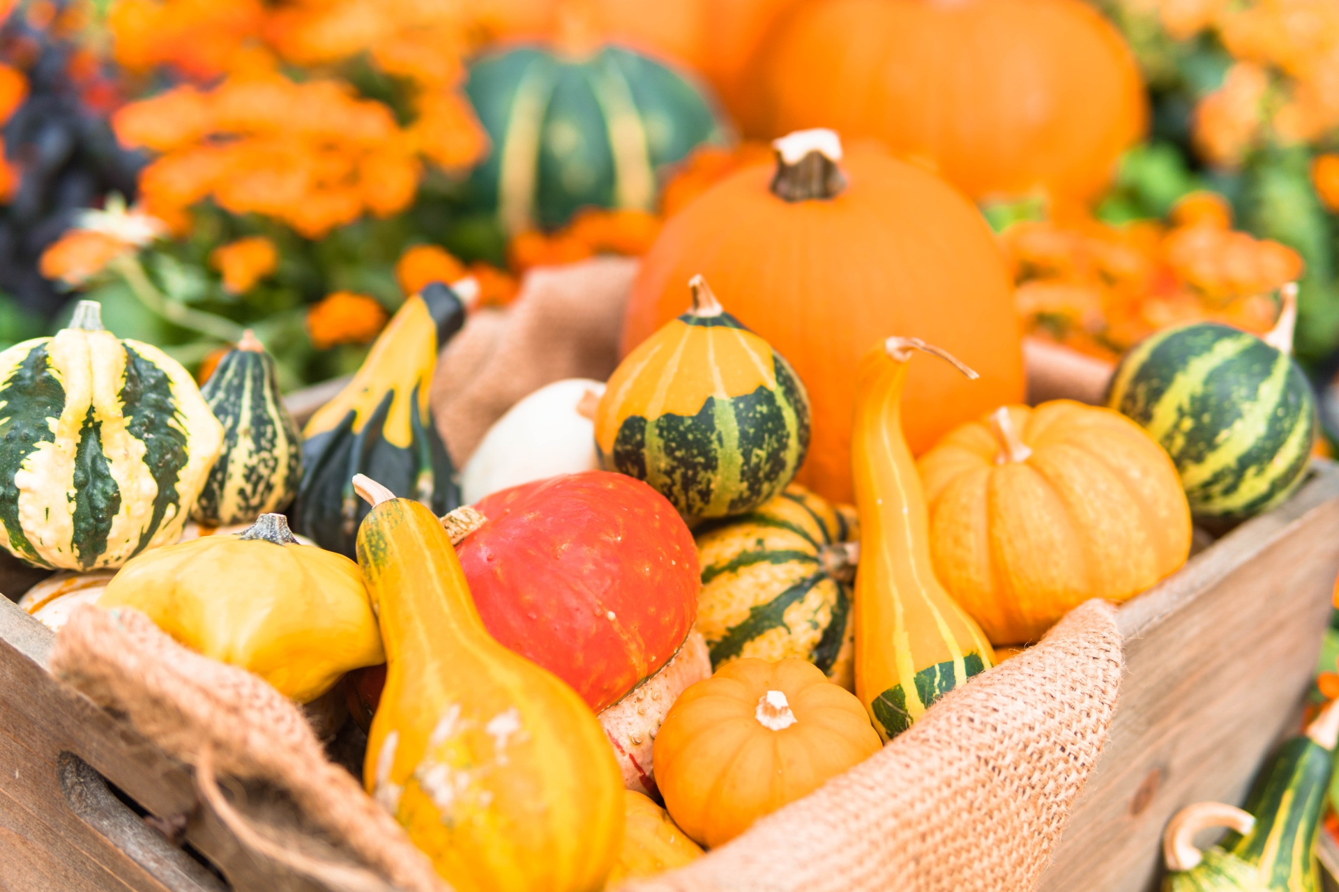 かぼちゃの保存について：適した温度・わたは取るほうがいい？
